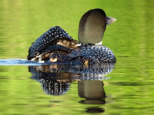 loon with chicks on back 2